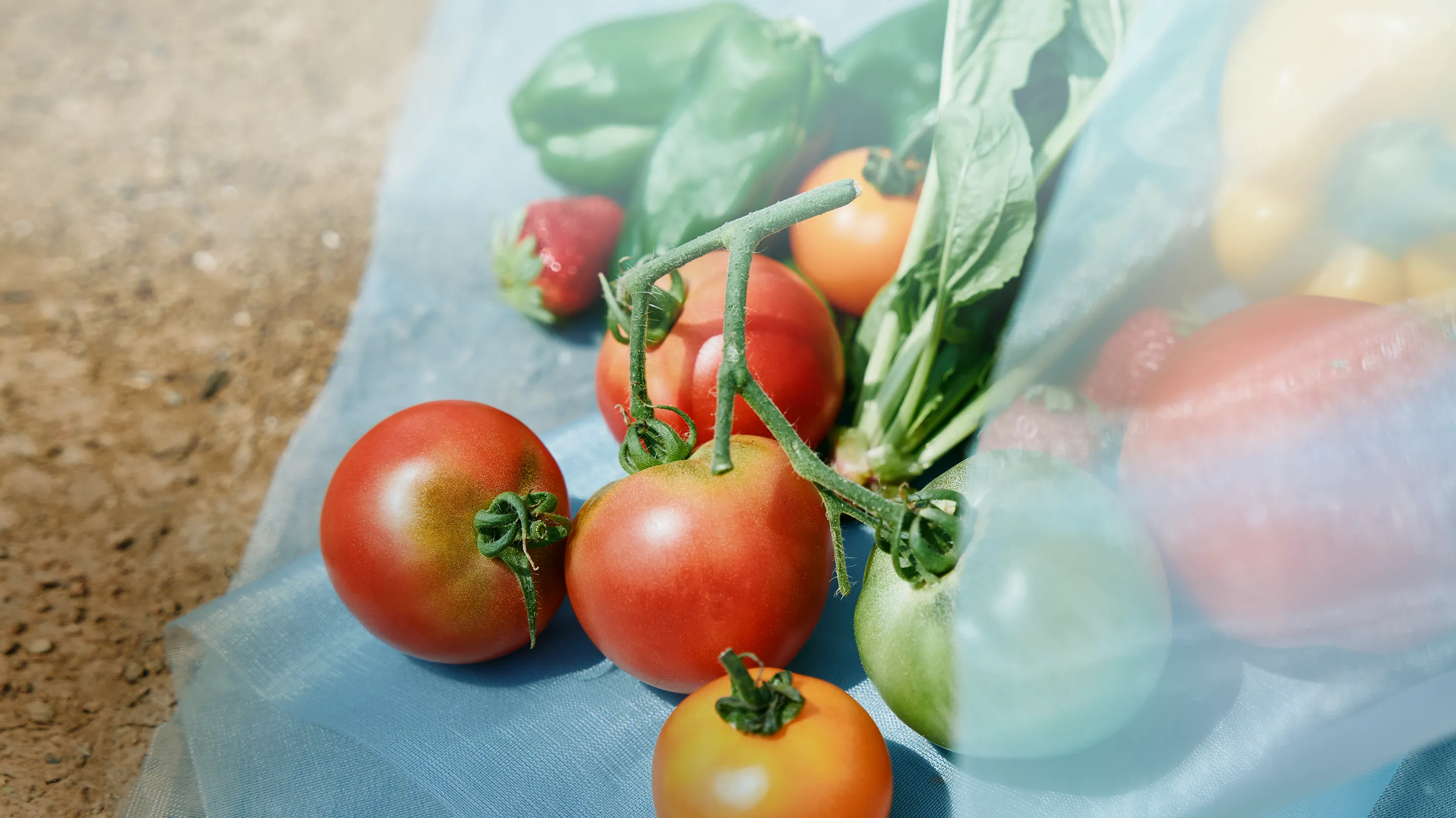 SOLAMENT®が練り込まれた農業用遮熱ネットの上に置かれた、みずみずしいトマトのイメージビジュアル