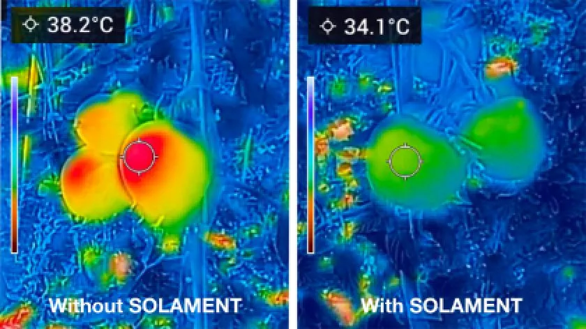 SOLAMENT®を活用したハウスと通常のハウスでの、果実の表面温度差を示すビジュアル