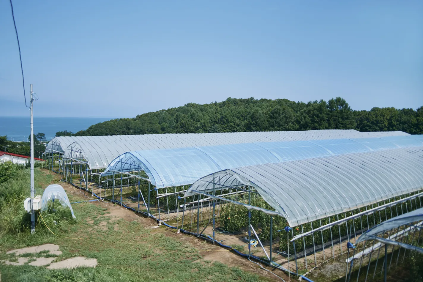 中野ファームのビジュアル