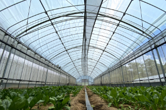 Preventing Excessive Temperatures in Greenhouses